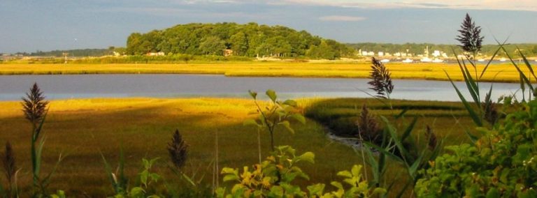 campion2 920x340 1 768x284