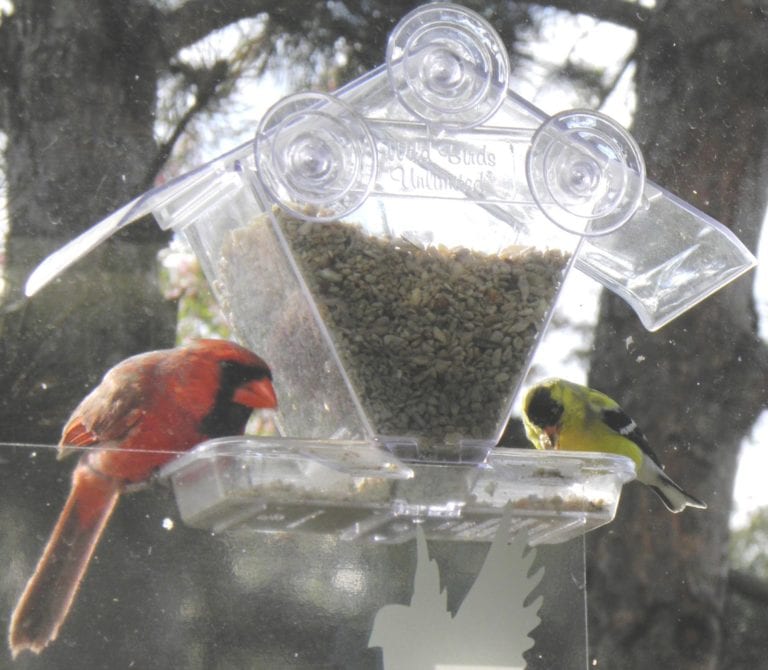 cardinal northern and goldfinch american at wild birds unlimited window feeder eating best no mess bird seed 768x670